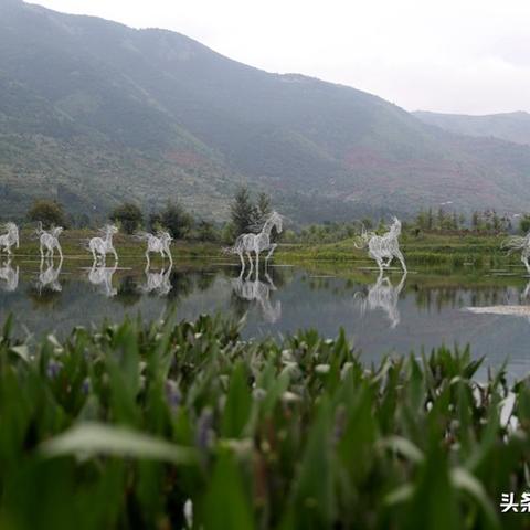 云南大蒜价格实时更新动态