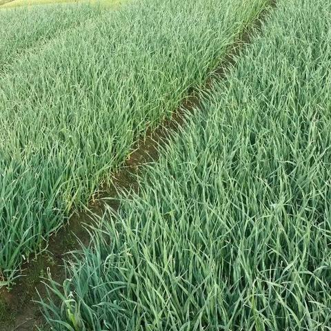 云南大蒜价格实时更新动态