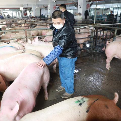 最新玉米粮食价格走势分析