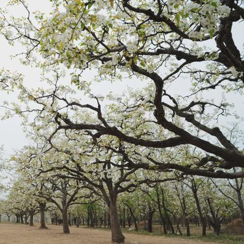 宁陵县最新地图详细解析