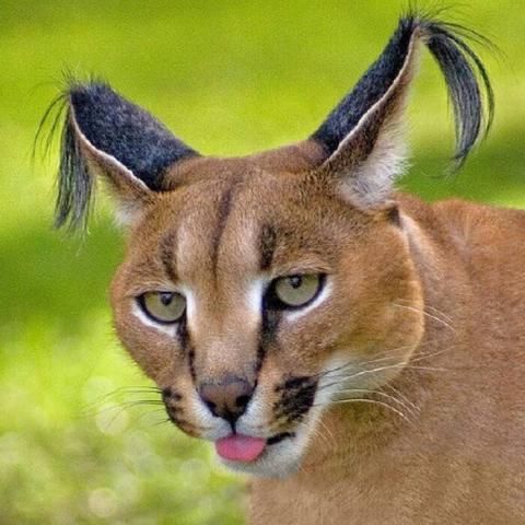 狗咬死猫视频事件深度解析