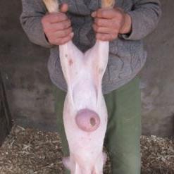 疝气的科学解读与最新疗法介绍