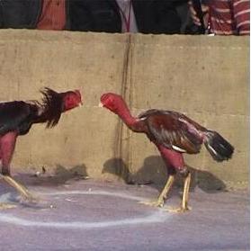 『2025斗鸡母鸡图片大全与饲养秘籍』