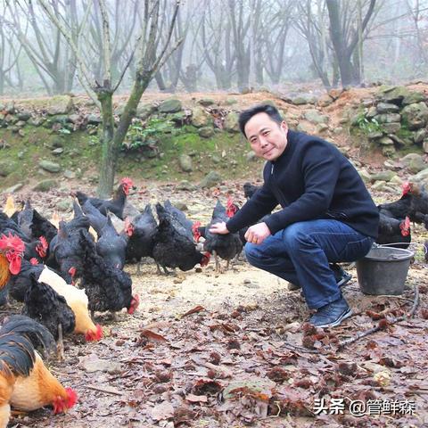 『2025斗鸡母鸡图片大全与饲养秘籍』