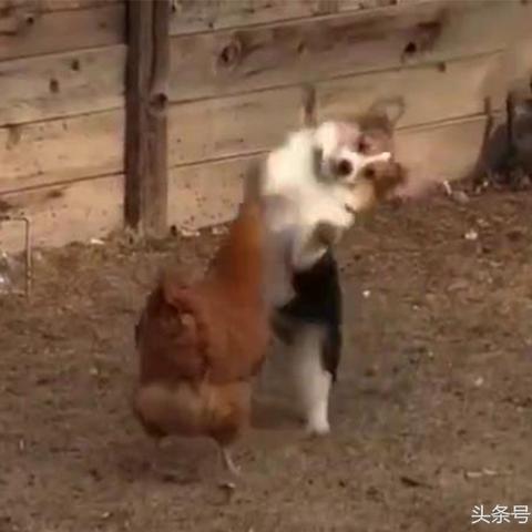 『2025斗鸡母鸡图片大全与饲养秘籍』