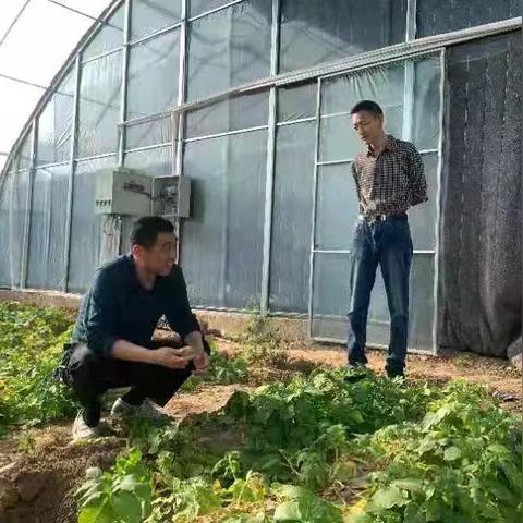 费县西葫芦价格走势及市场前景分析