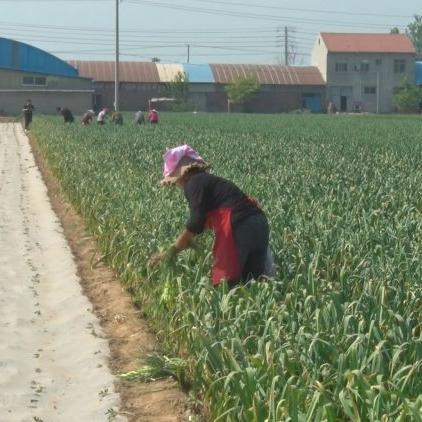 山东蒜薹价格走势分析