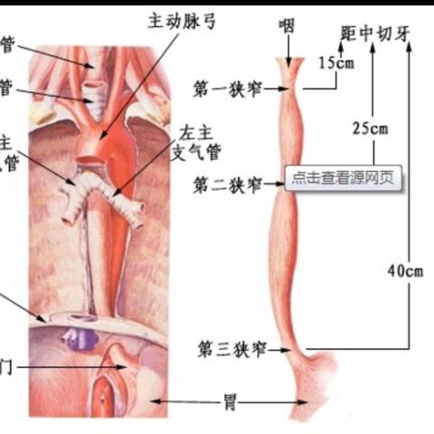 食管分段标准更新，最新解读至2025年