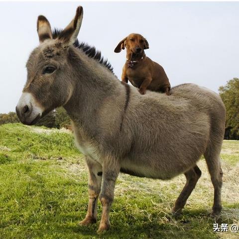 气死驴最新版深度解析与应用数据大揭秘