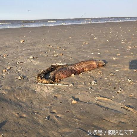 哈维飓风最新动态报告，实时更新飓风进展