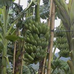 粉蕉高效种植技术，提升产量与品质的秘诀