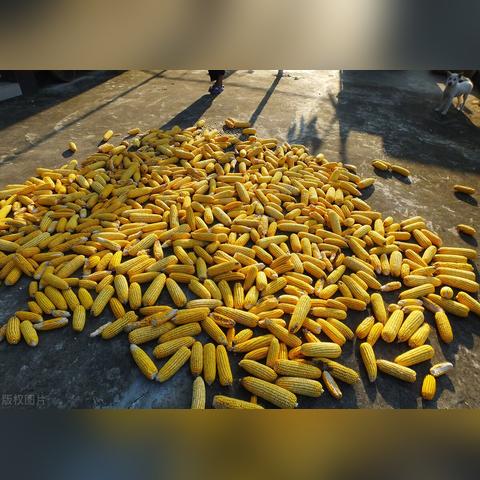 宁晋玉峰玉米最新行情分析