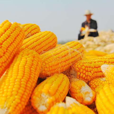 宁晋玉峰玉米最新行情分析