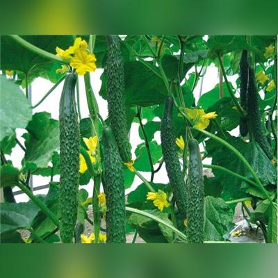 江宁溪田农业数字化智能化发展引领现代农业新篇章