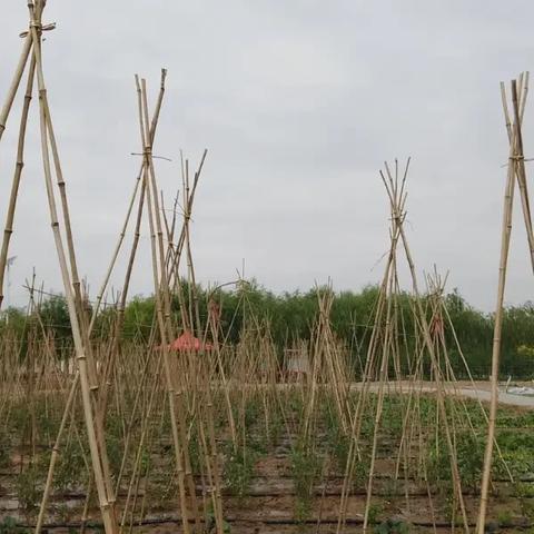 美新丰化肥最新价格走势分析