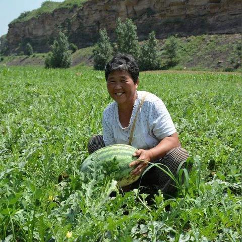 河南西瓜价格行情最新分析