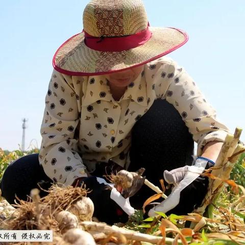 鱼台大蒜行情最新价格解析