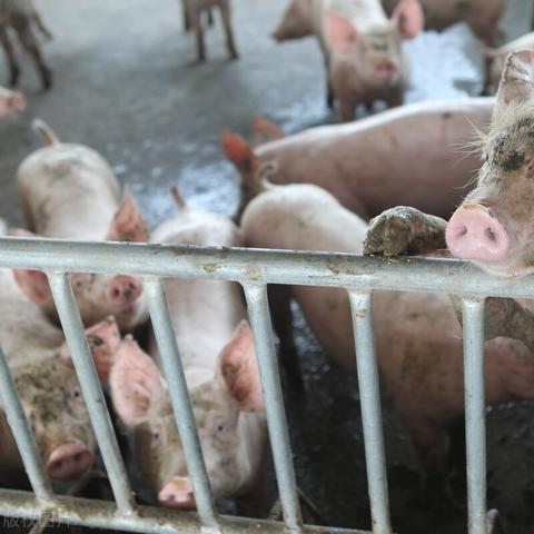 最新预测，2025年生猪价格走势分析