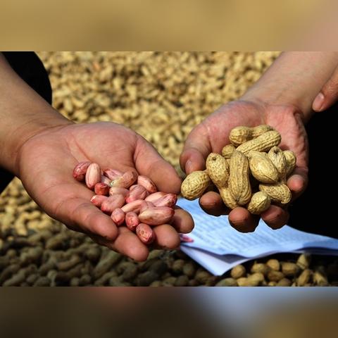 安徽花生价格行情最新分析