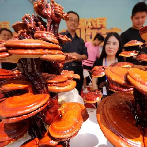 台儿庄最新领导班子简介