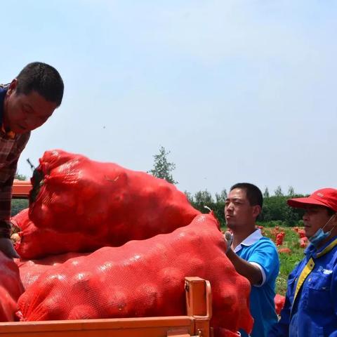 山东金乡洋葱最新行情分析