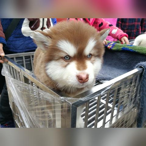 QQ飞车最新极品宠物全解析与体验分享