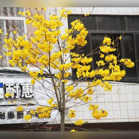 大安永发名城最新动态更新速递