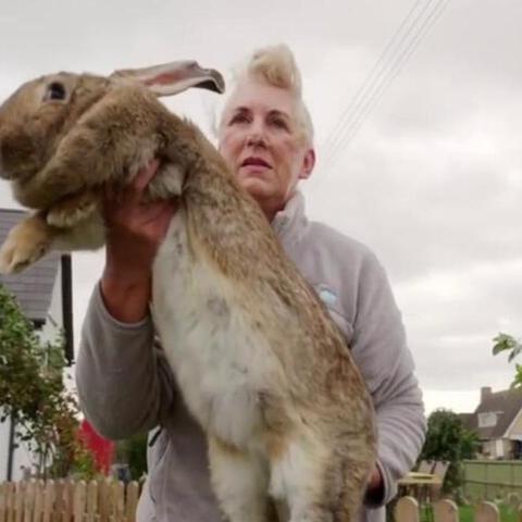 兔子比赛现场精彩瞬间报道