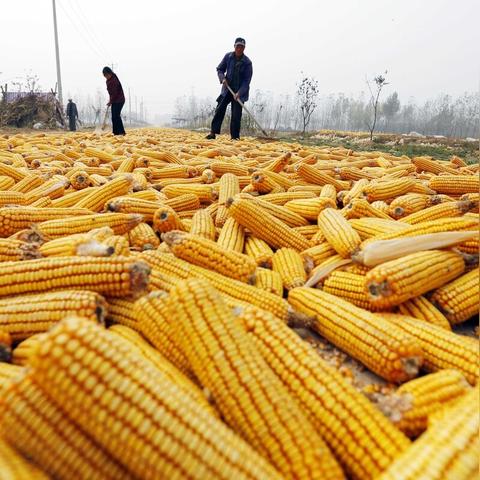 玉米淀粉价格实时走势及分析