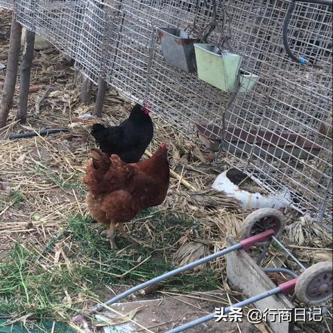 乐亭貉子皮最新行情分析