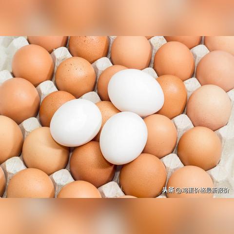 河南鸡蛋今日价格分析，市场洞察报告