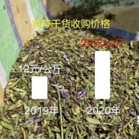 湿黄芩价格分析与市场动态观察