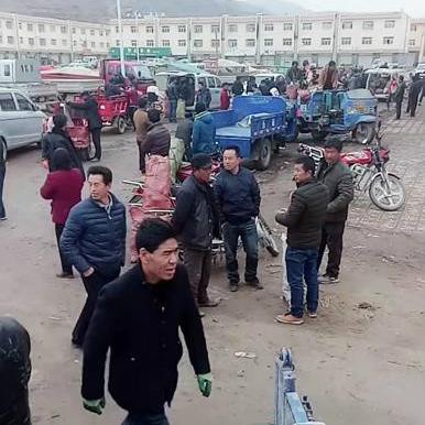 湿黄芩价格分析与市场动态观察