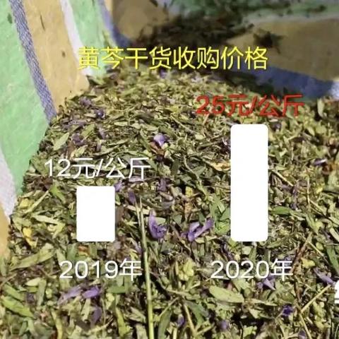 湿黄芩价格分析与市场动态观察
