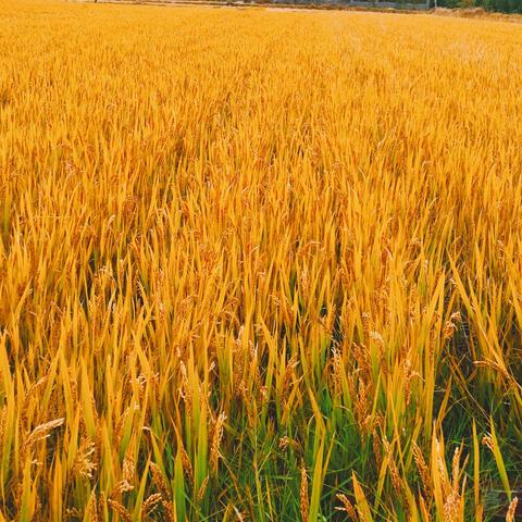 永城煤矿事故最新报告概况