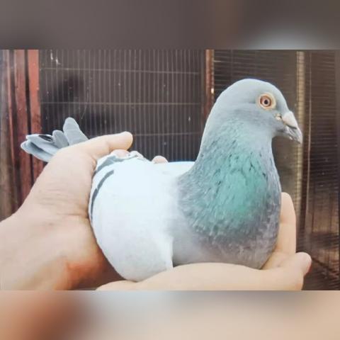 穆斯林女孩最新经名，文化与传统的融合之美