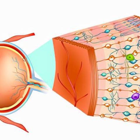 治疗黄斑病变最新眼药，科技与健康的融合创新