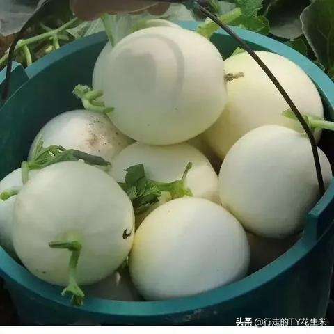 成都鸡价格行情最新分析