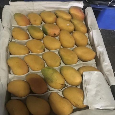 成都鸡价格行情最新分析