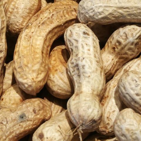 山东尿素价格实时更新报告