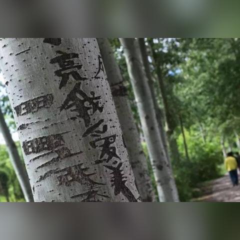 满城锦绣城最新进展与动态更新