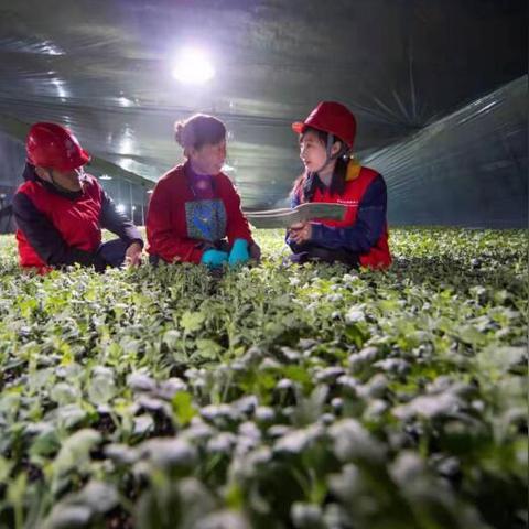 杜集区高岳街道最新动态报道