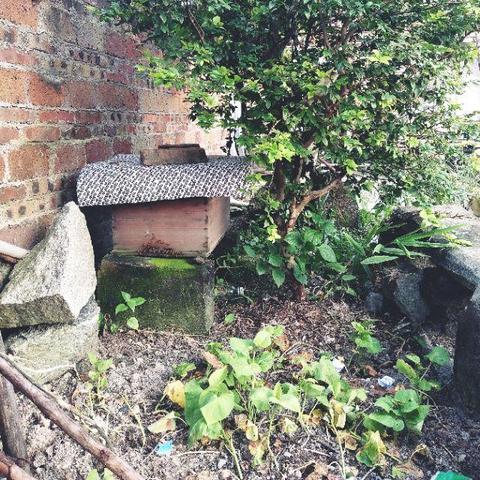 广东蜜蜂群出售信息与市场分析概览