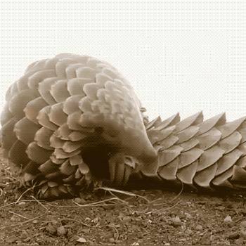 奇妙生物公司引领生物科技新潮流大揭秘