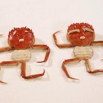 天津螃蟹价格行情最新分析