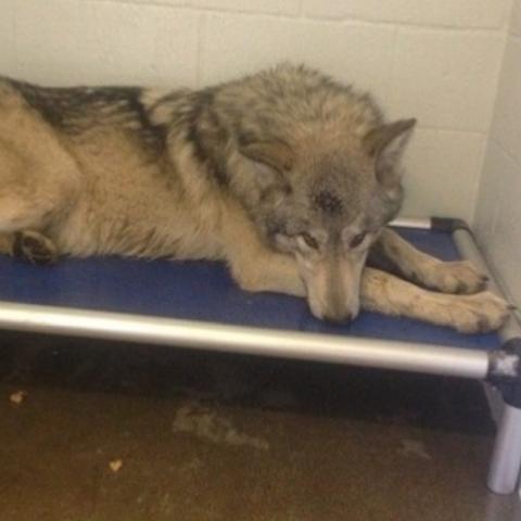 野狼社区引领数字变革先锋，最新动态揭秘