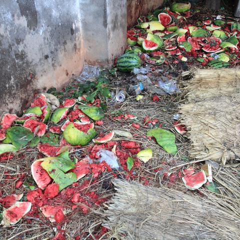 开封西瓜价格行情最新分析