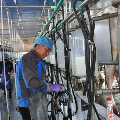 肇东伊利招聘启事，最新职位空缺