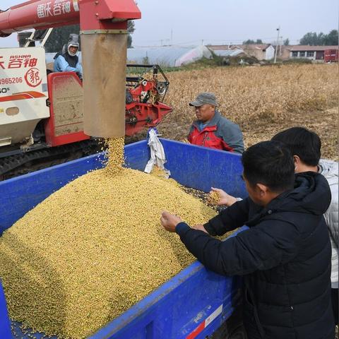 国际大豆市场最新行情深度解读