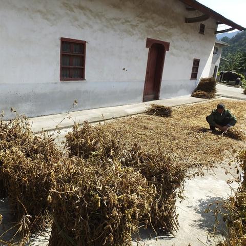 国际大豆市场最新行情深度解读